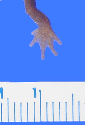 Media type: image; Herpetology A-26752